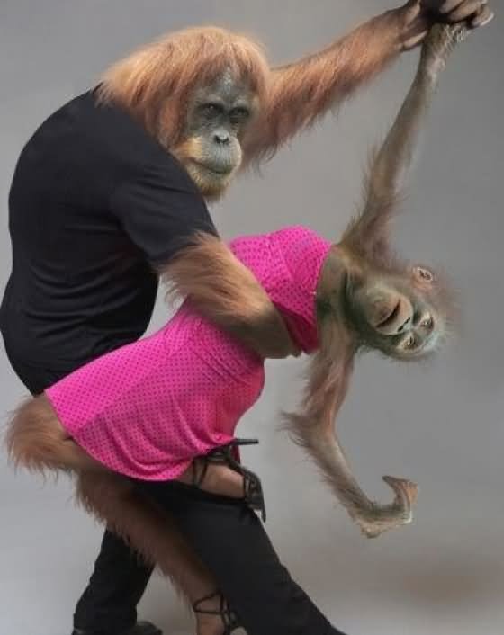 Funny Orangutan Dancing Couple Picture