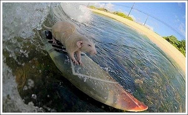 Funny Pig Surfing Image