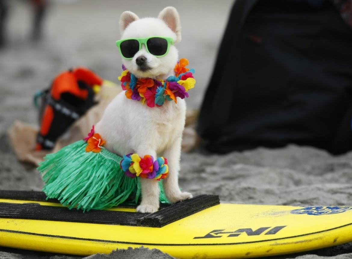 Funny Puppy Sitting On Surfing Board