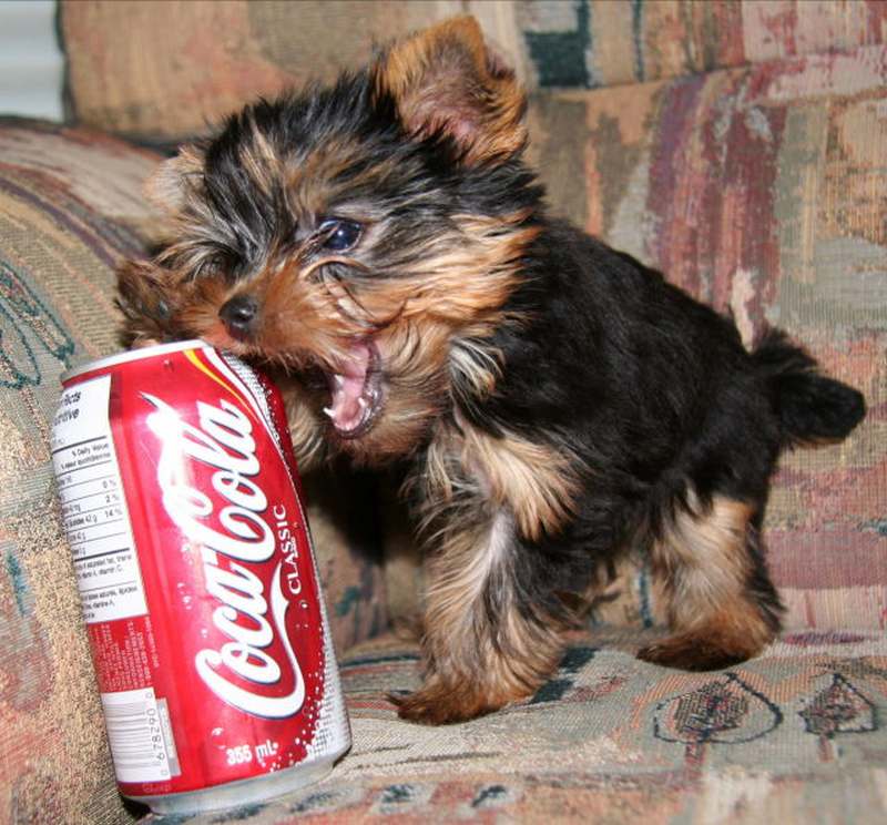 Funny Puppy Trying To Drink Coca Cola