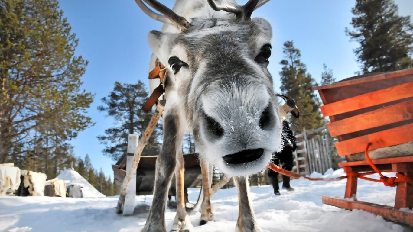 Funny Reindeer Closeup Face Image