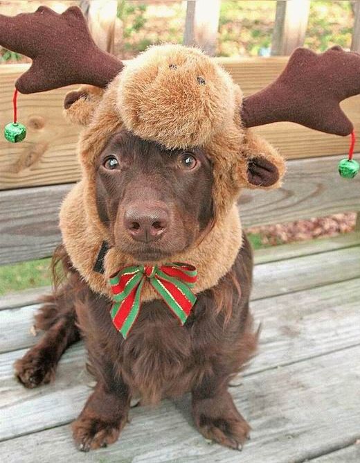 Funny Reindeer Dog Costume Picture