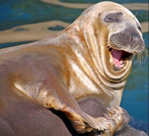 Funny Sea Lion Smiling Picture