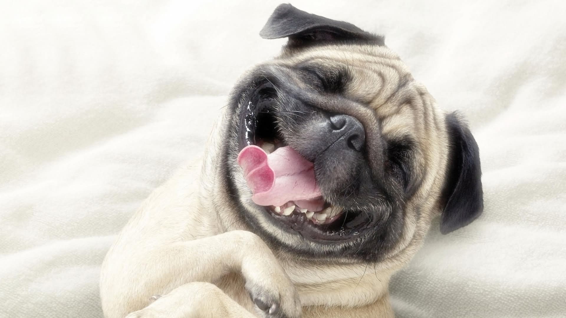Funny Smiling Pug Dog