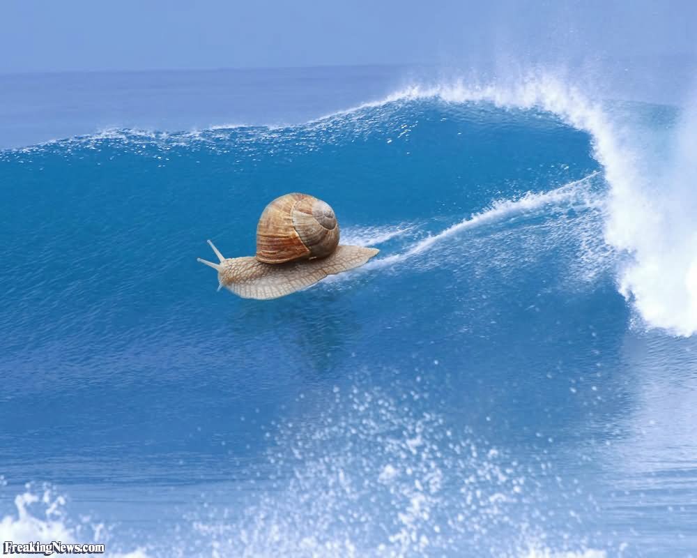 Funny Snail Surfing Picture