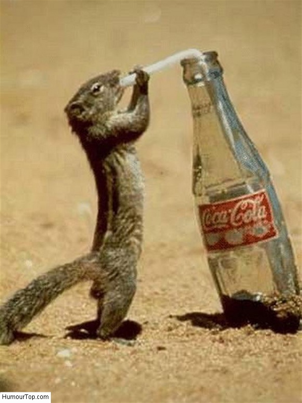 Funny Squirrel Drinking Coca Cola