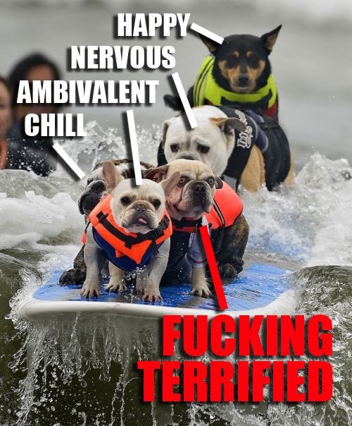 Funny Surfing Dogs Picture