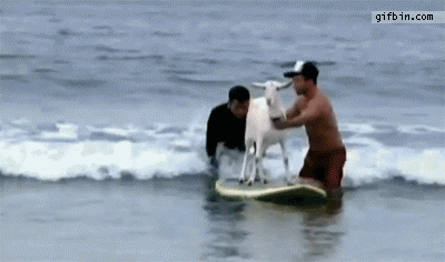 Funny Surfing Goat Gif