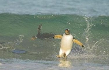 Funny Surfing Penguin Image