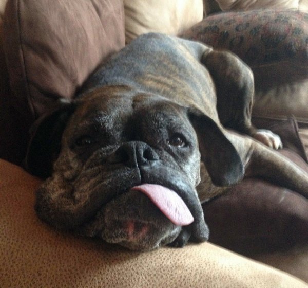 Funny Tongue Showing Dog Picture