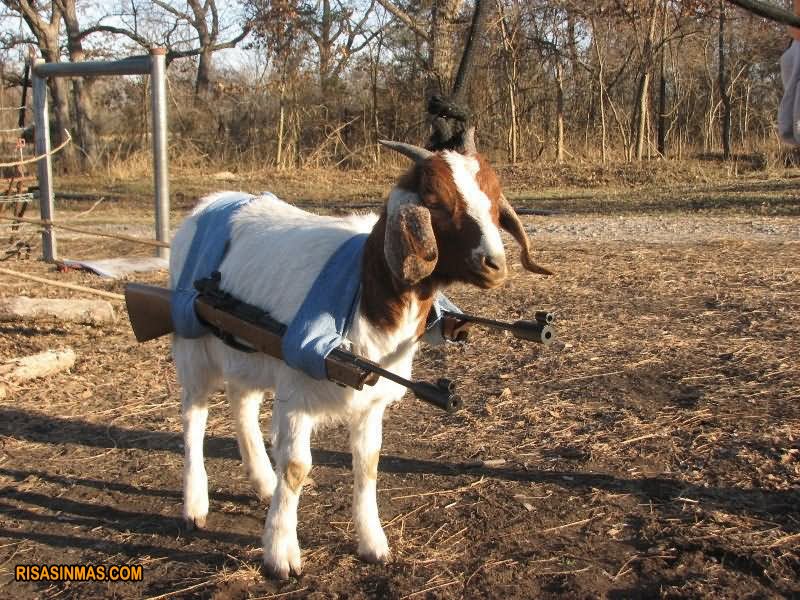 Funny Warrior Goat Image