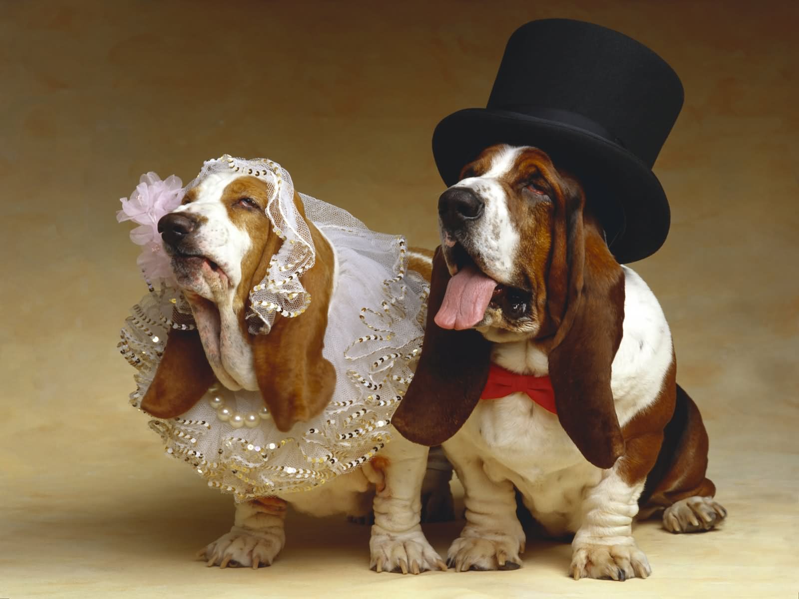 Funny Wedding Dog Couple Image