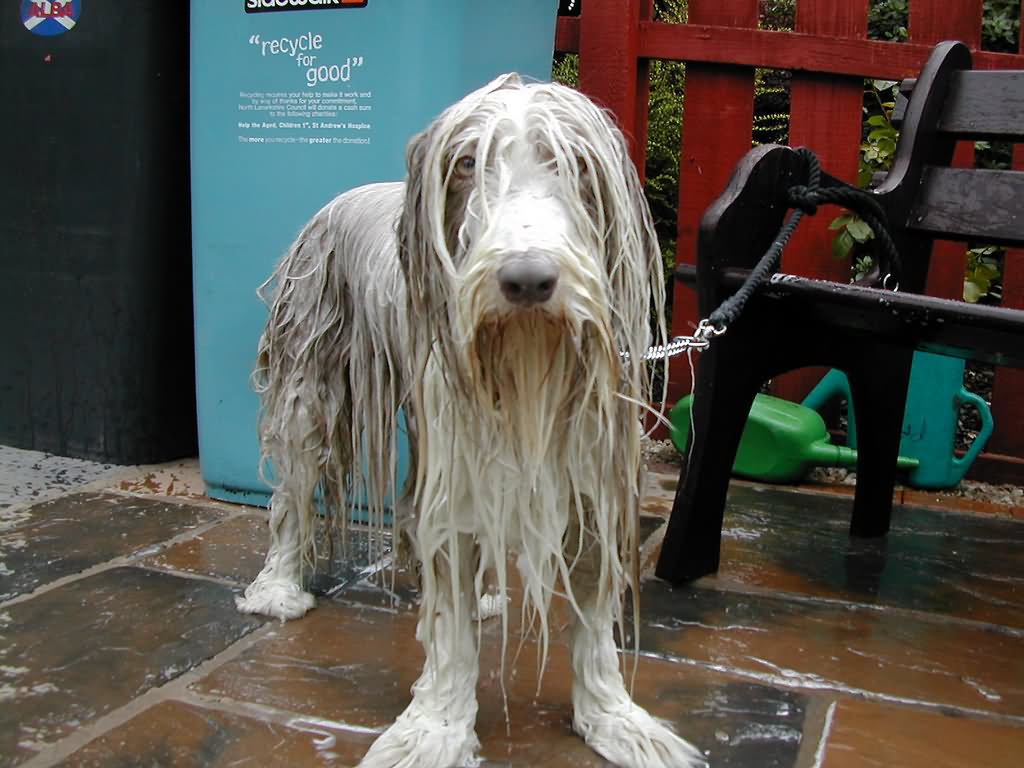 Funny Wet Dog Picture