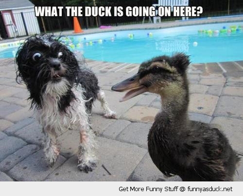 Funny Wet Dog Scared From Duck