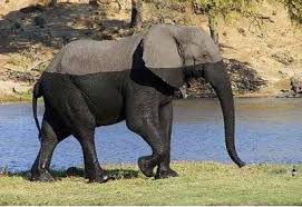 Funny Wet Elephant Picture