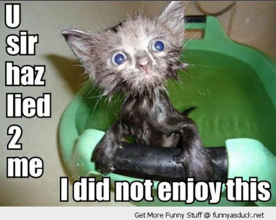 Funny Wet Kitten Say I Did Not Enjoy This