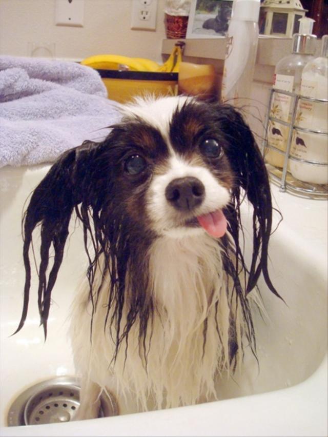 Funny Wet Puppy Picture
