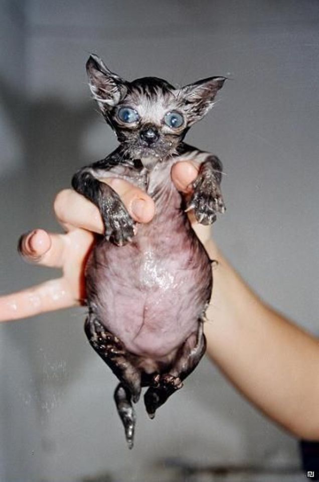Funny wet Kitten In Hand