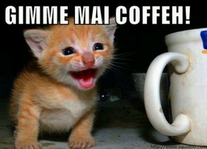 Gimme Mai Coffeh Funny Kitten Comments