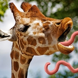 Giraffe With Funny Long Twisting Tongue