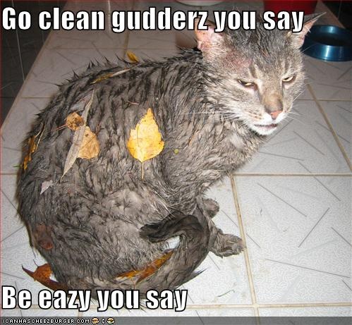 Go Clean Gudderz You Say Funny Wet Cat Image