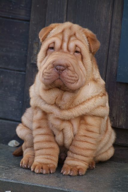 Golden Wrinkled Shar Pei Puppy