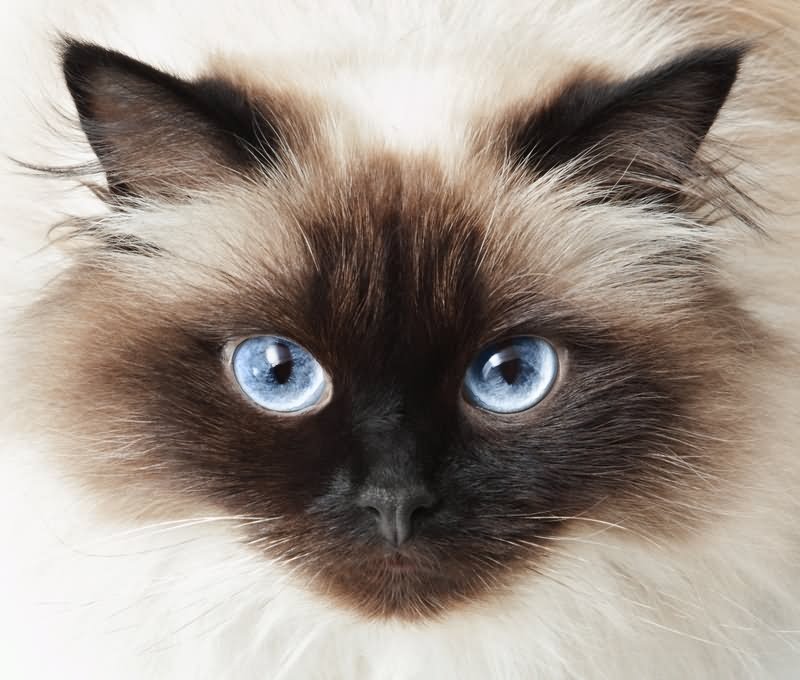 Gorgeous Himalayan Cat Face Picture