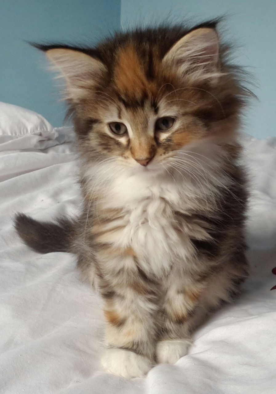 50+ Very Cute Norwegian Forest Kitten Pictures And Photos
