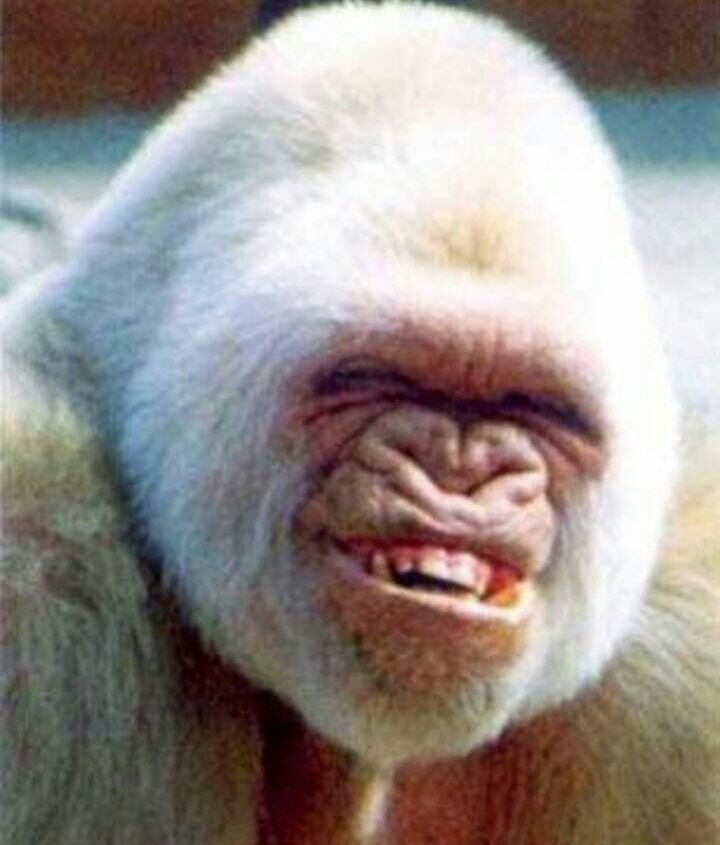 Gorilla Funny Smiling Picture