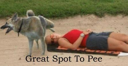Great Spot To Pee Funny Dog Image