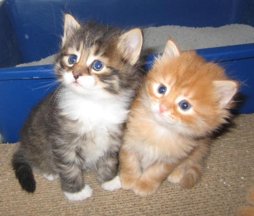 Grey And Orange Siberian Kittens Sitting