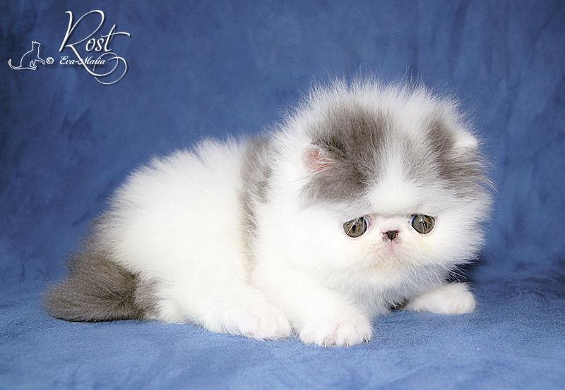 Grey And White Himalayan Kitten