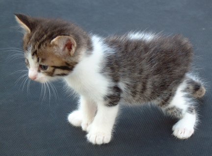 Grey And White Manx Kitten