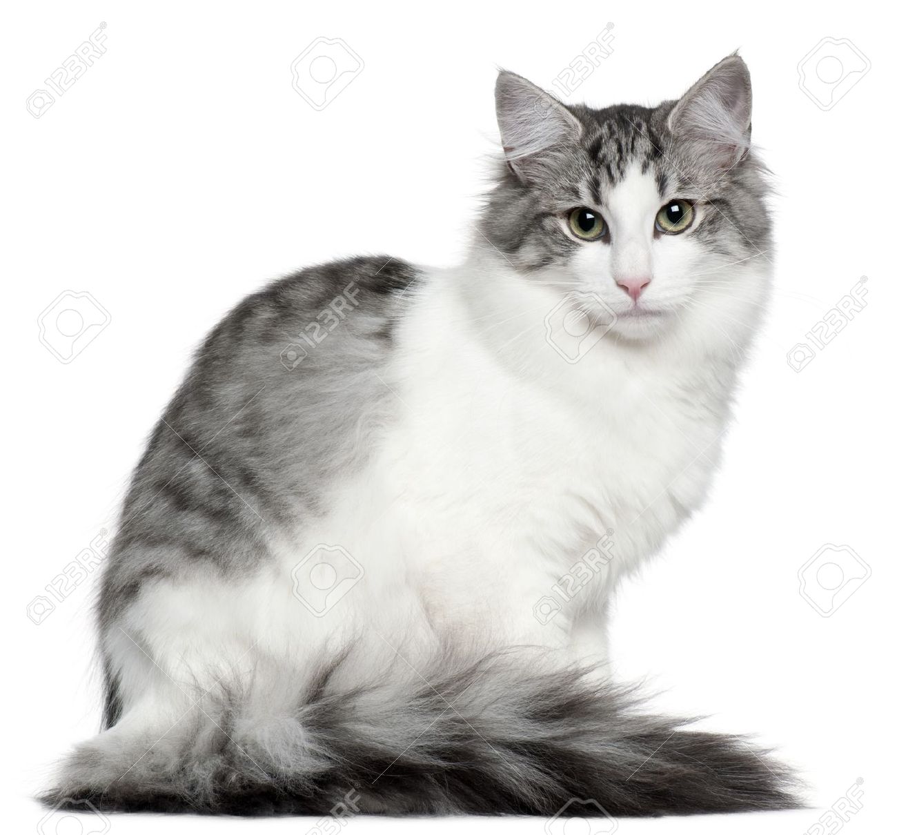 Grey And White Norwegian Forest Cat Sitting
