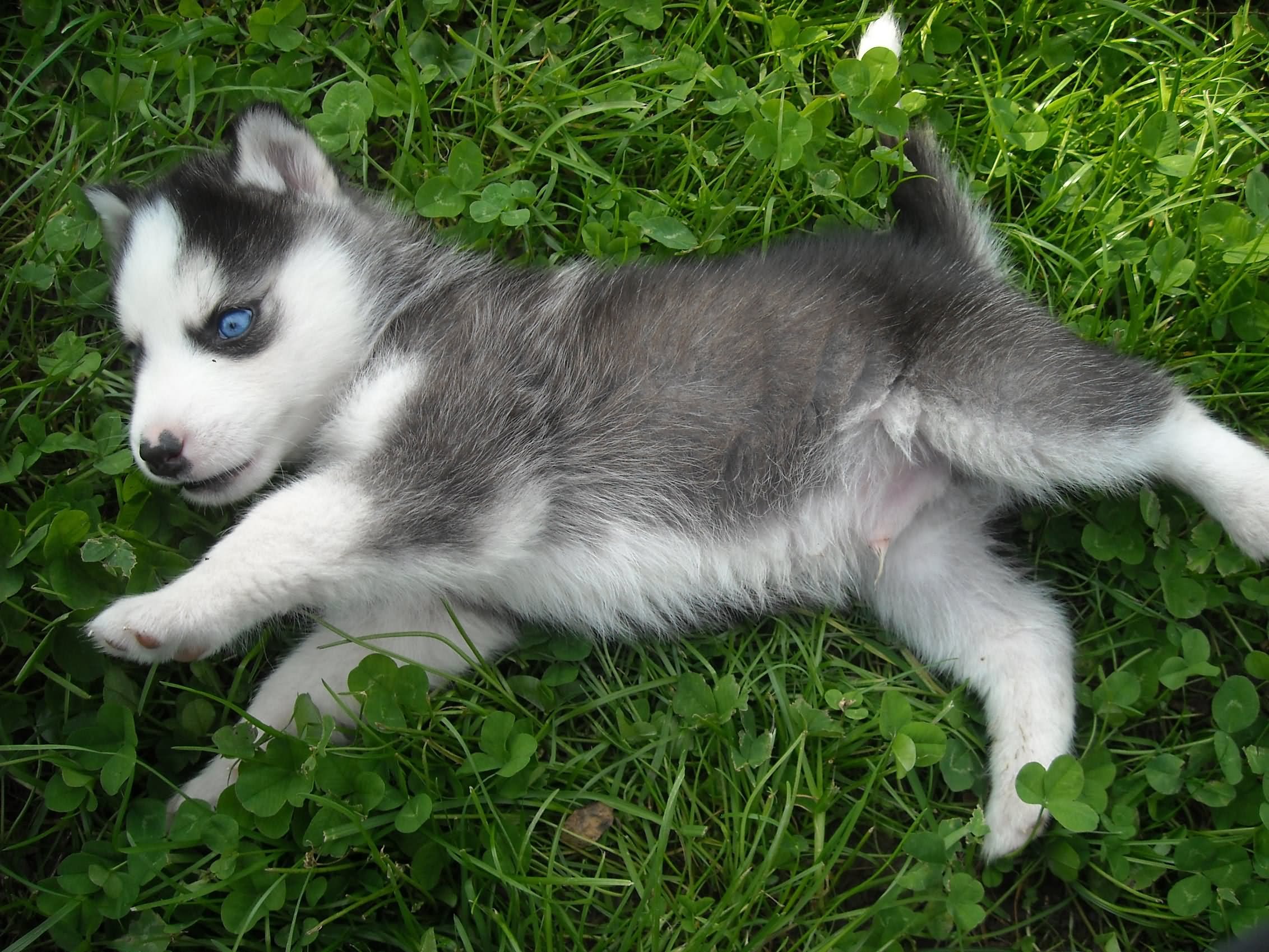 Grey And White Siberian Husky Puppy Playing Outside