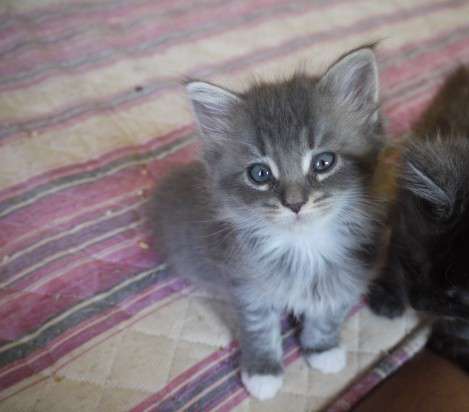 Grey Cute Siberian Kitten Sitting