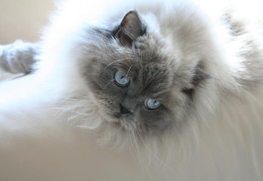 Grey Face Himalayan Cat Picture