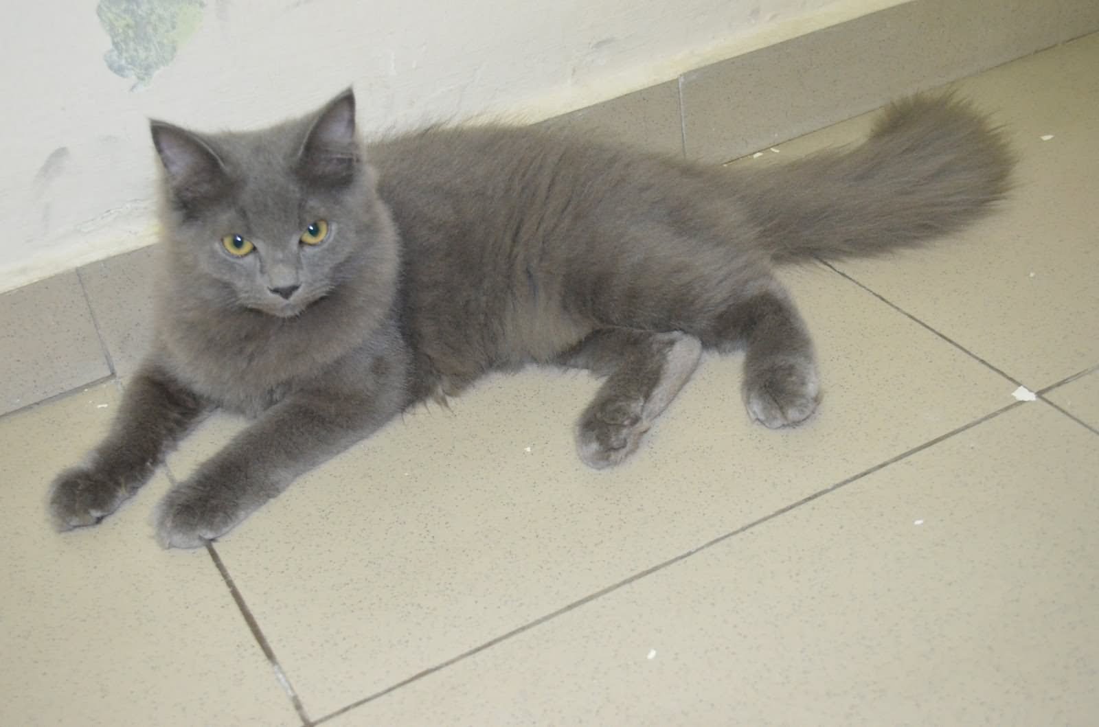 Grey Himalayan Cat Sitting On Floor