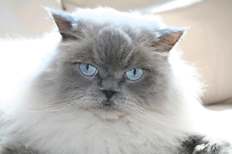 Grey Himalayan Cat With Blue Eyes