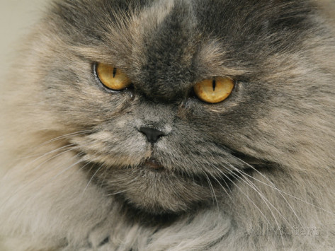 Grey Himalayan Cat With Yellow Eyes