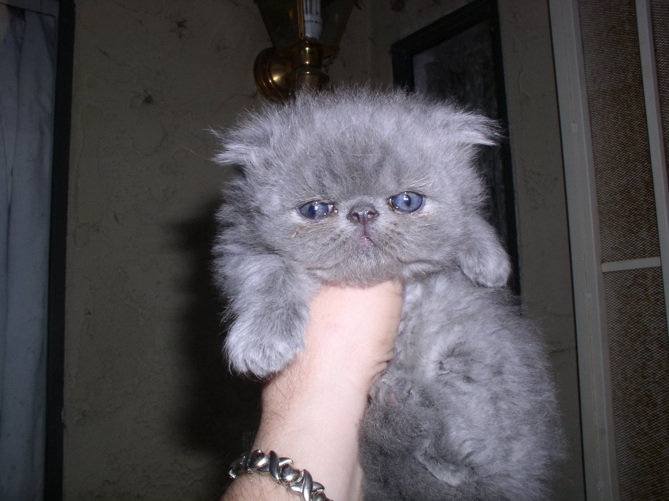 Grey Himalayan Kitten In Hand