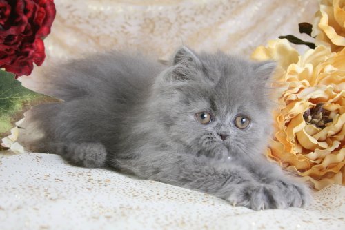 Grey Himalayan Kitten