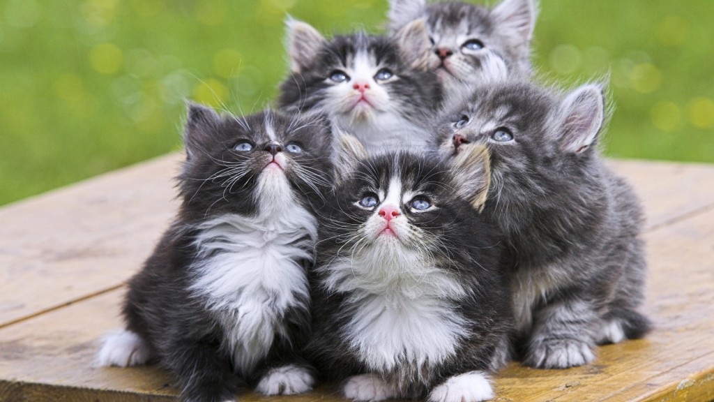 Grey Himalayan Kittens Looking Up
