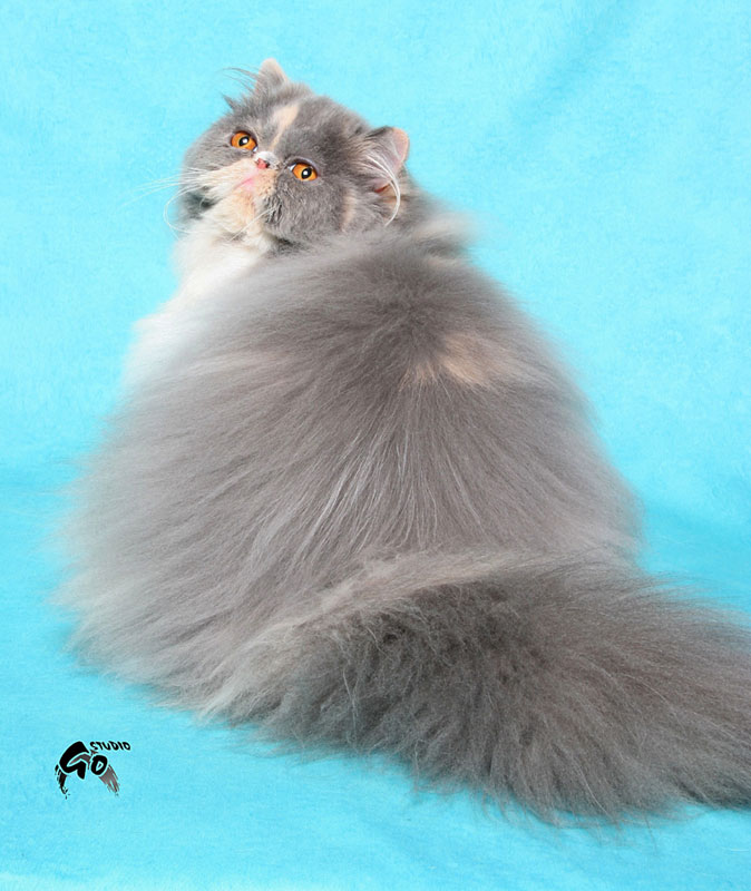Grey Long Hair Himalayan Cat Sitting