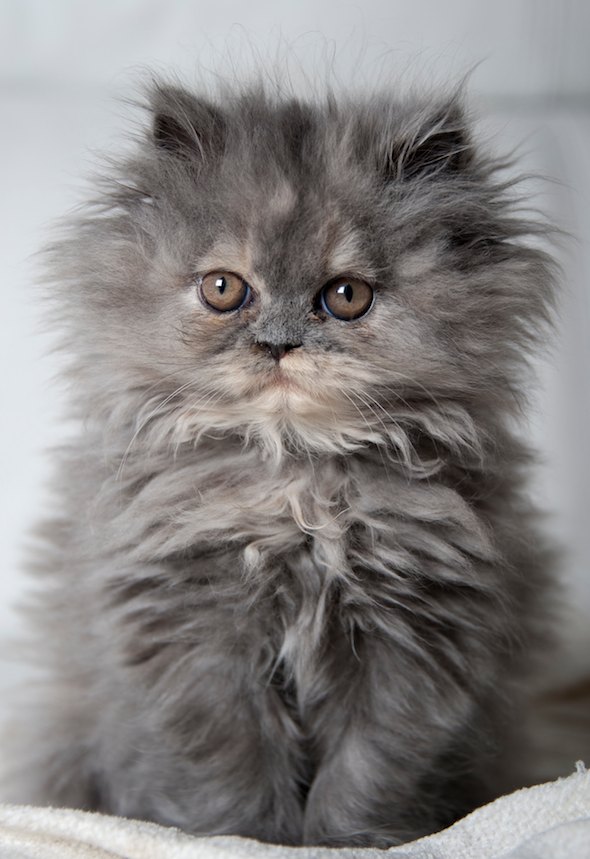 Grey Long Hair Himalayan Kitten