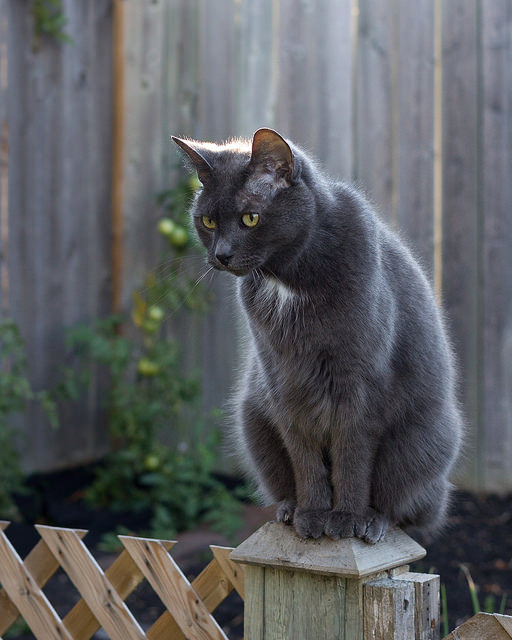 Grey Manx Cat Sitting On Fence