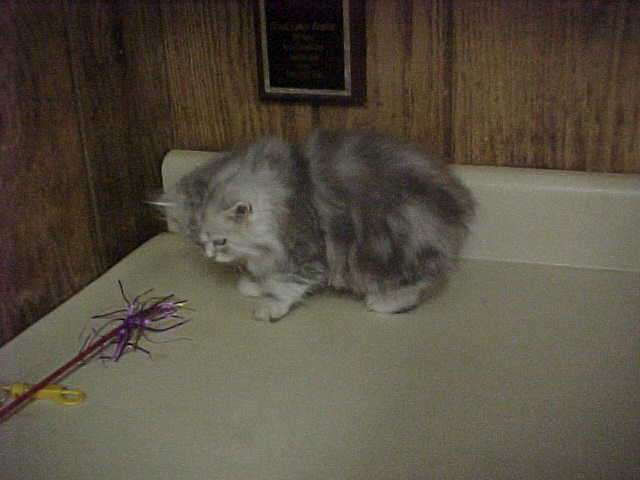 Grey Manx Kitten Image