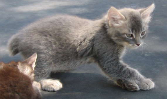 Grey Manx Kitten Playing