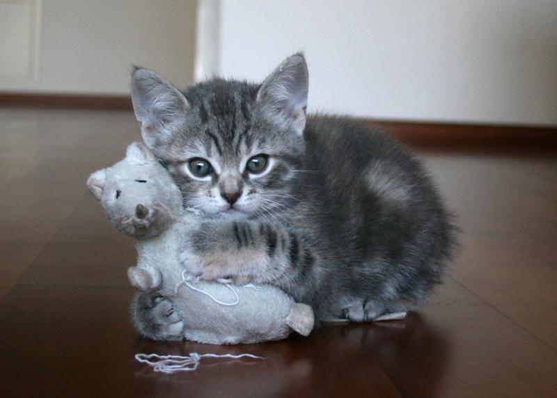 Grey Manx Kitten With Toy