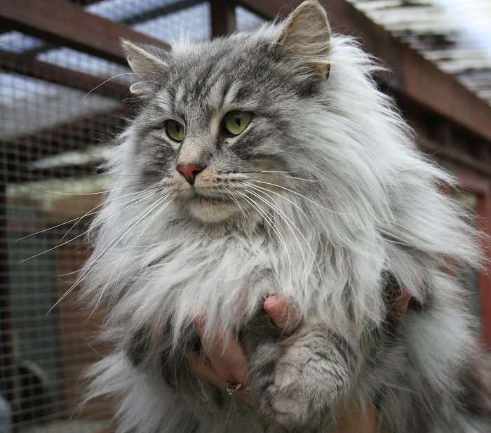 Grey Norwegian Forest Cat In Hand